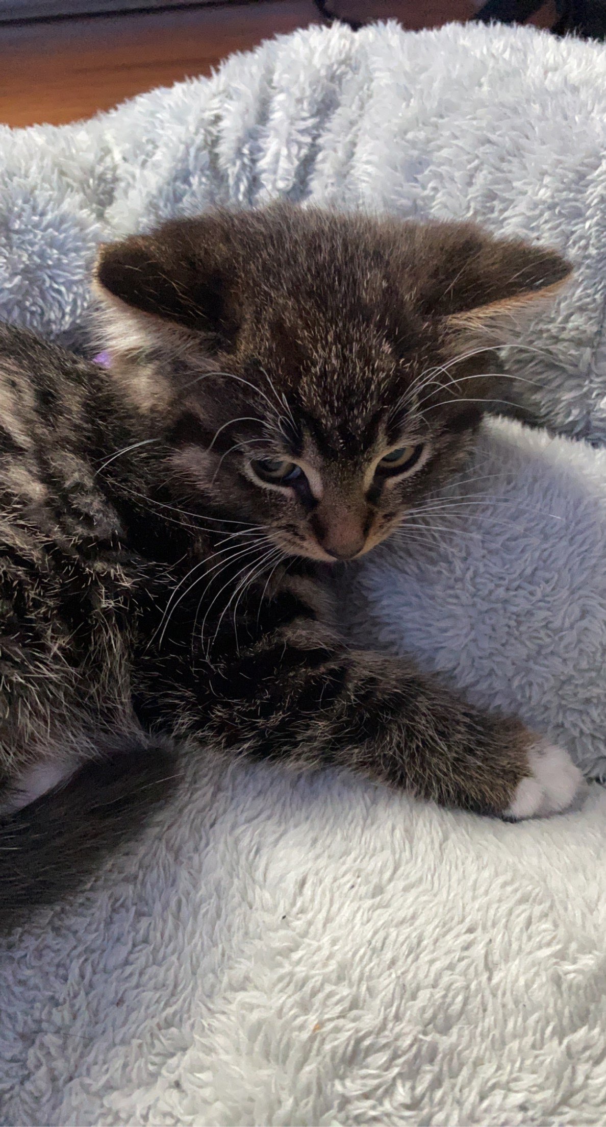kaibert the cat