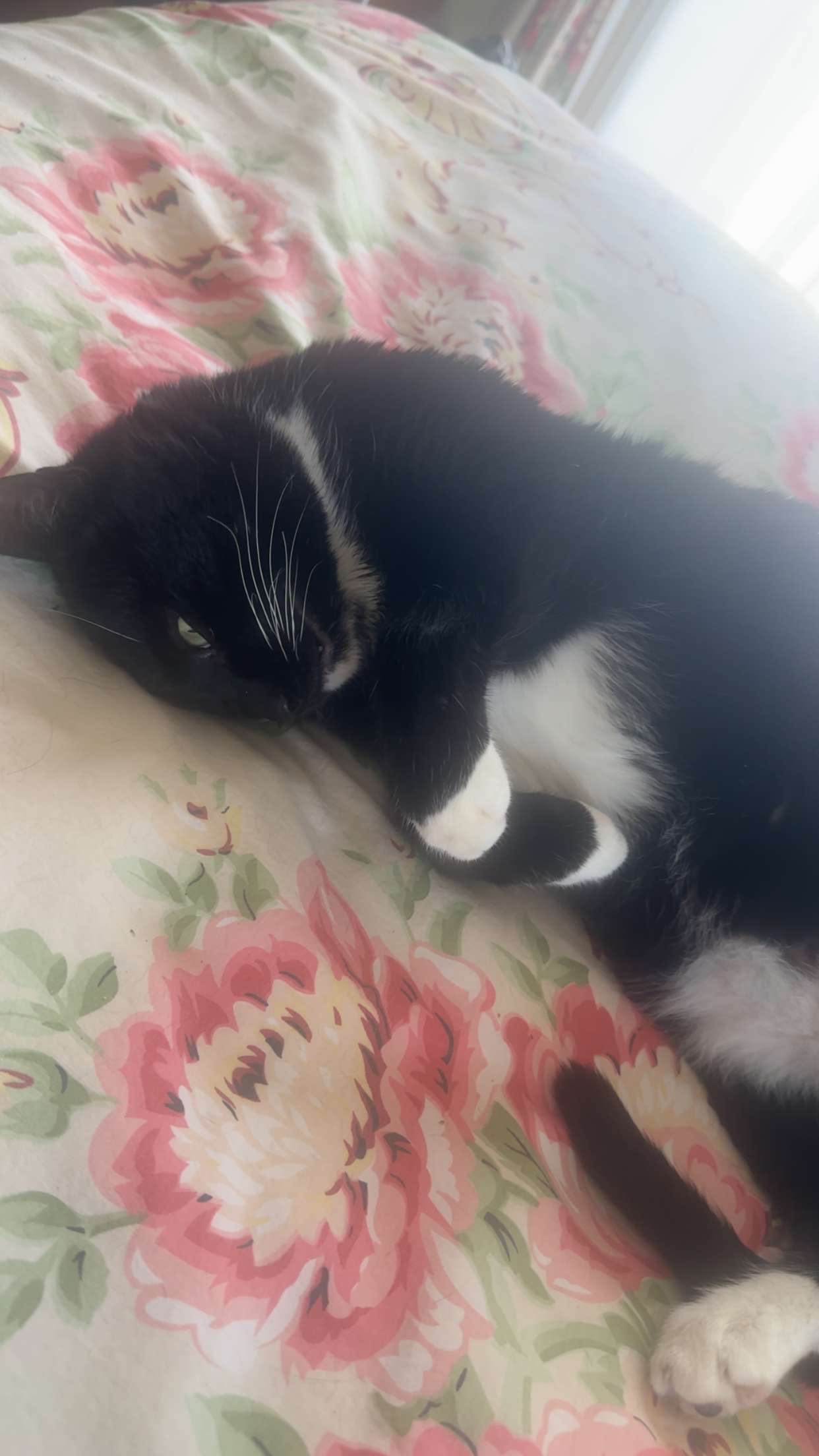sargey the cat